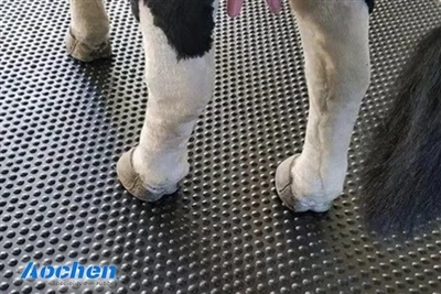 Mengoptimalkan Lingkungan Livestock Passage: Melindungi setiap langkah dengan...